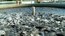 تولید ماهی باکیفیت، دوبرابر شد