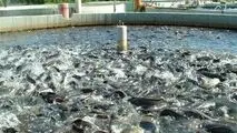 تولید ماهی باکیفیت، دوبرابر شد