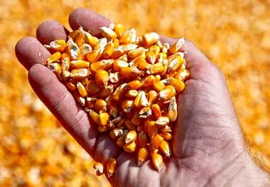 قیمت انواع نهاده های دامی و محصولات کشاورزی ۱۷ خرداد ۱۴۰۲