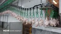 اعلام آمار ذبح رسمی انواع گوشت در فروردین ۱۴۰۵