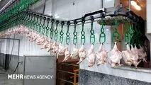 اعلام آمار ذبح رسمی انواع گوشت در فروردین ۱۴۰۵