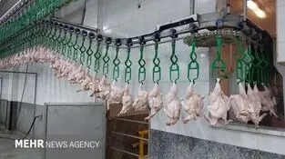 اعلام آمار ذبح رسمی انواع گوشت در فروردین ۱۴۰۵