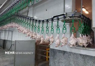 اعلام آمار ذبح رسمی انواع گوشت در فروردین ۱۴۰۵