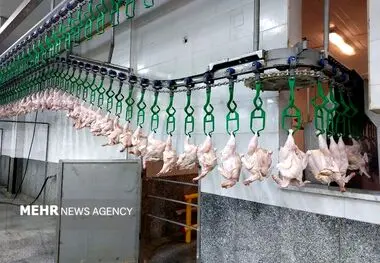 اعلام آمار ذبح رسمی انواع گوشت در فروردین ۱۴۰۵