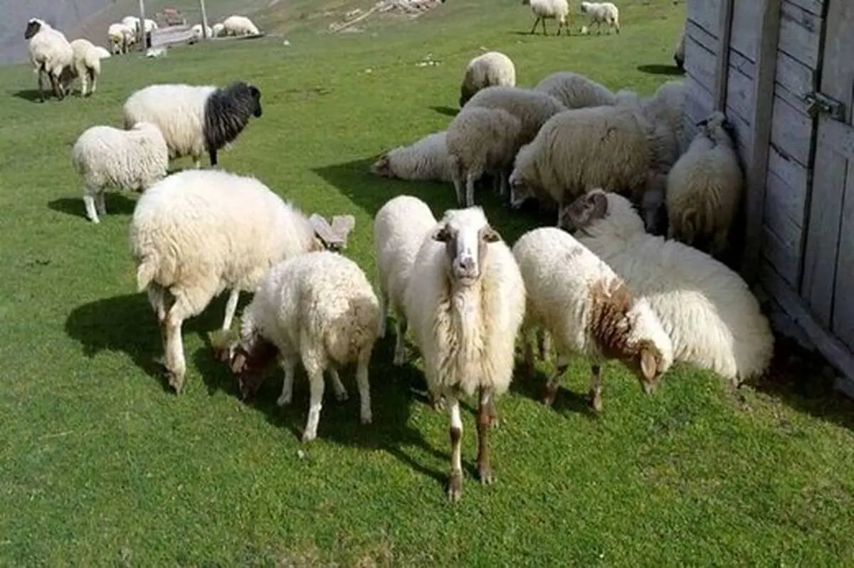 قیمت جدید دامزنده ۱۳ اردیبهشت ۱۴۰۴ اعلام شد/ گوساله ارزان شد + جدول