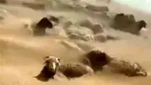 قیمت جدید دام‌زنده ۹ دی‌ماه ۱۴۰۳ اعلام شد

