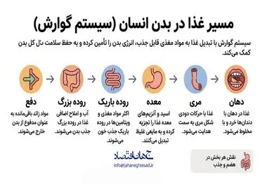 اینفوگرافی