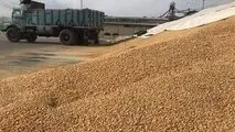 مشاور وزیر جهاد کشاورزی:

وزارت نفت نتوانست ارز واردات کالاهای اساسی را بپردازد/ ٢٠ فروند کشتی منتظر تخلیه هستند