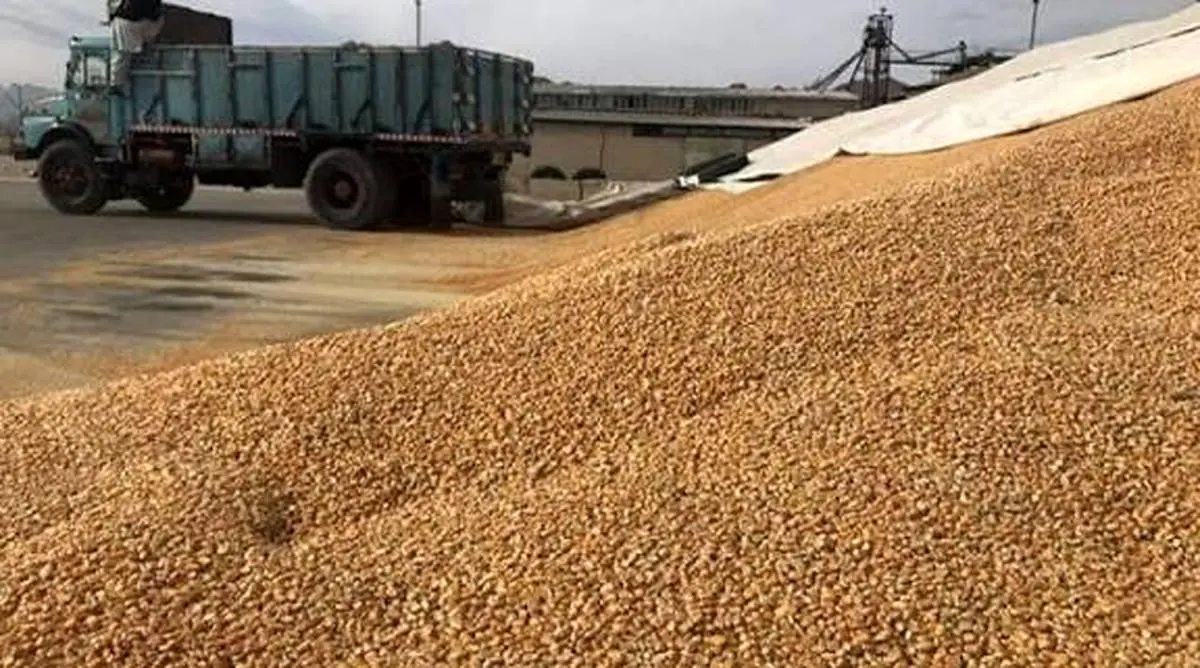 مشاور وزیر جهاد کشاورزی:

وزارت نفت نتوانست ارز واردات کالاهای اساسی را بپردازد/ ٢٠ فروند کشتی منتظر تخلیه هستند