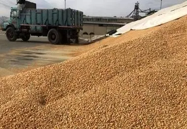 مشاور وزیر جهاد کشاورزی:

وزارت نفت نتوانست ارز واردات کالاهای اساسی را بپردازد/ ٢٠ فروند کشتی منتظر تخلیه هستند