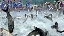 برای احداث پایانه صادراتی شیلات آمادگی داریم