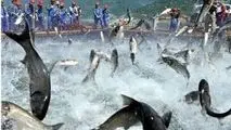 برای احداث پایانه صادراتی شیلات آمادگی داریم