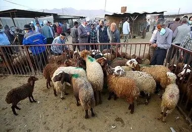 قیمت جدید دام‌زنده ۲۵ اسفندماه ۱۴۰۳ اعلام شد/ گوسفند و گوساله چقدر گران شد؟ + جدول

