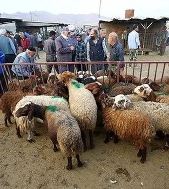 قیمت جدید دام‌زنده ۲۵ اسفندماه ۱۴۰۳ اعلام شد/ گوسفند و گوساله چقدر گران شد؟ + جدول

