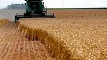 خبر مهم برای گندمکاران کشور در روز دوشنبه 