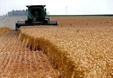 خبر مهم برای گندمکاران کشور در روز دوشنبه 
