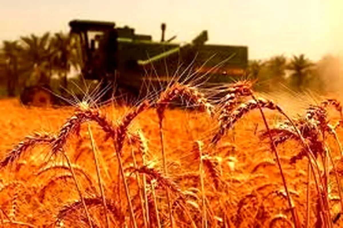 ۱۰ هزار و ۶۰۰ میلیارد ریال از مطالبات گندم‌کاران بوشهر پرداخت شد