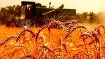 ۱۰ هزار و ۶۰۰ میلیارد ریال از مطالبات گندم‌کاران بوشهر پرداخت شد