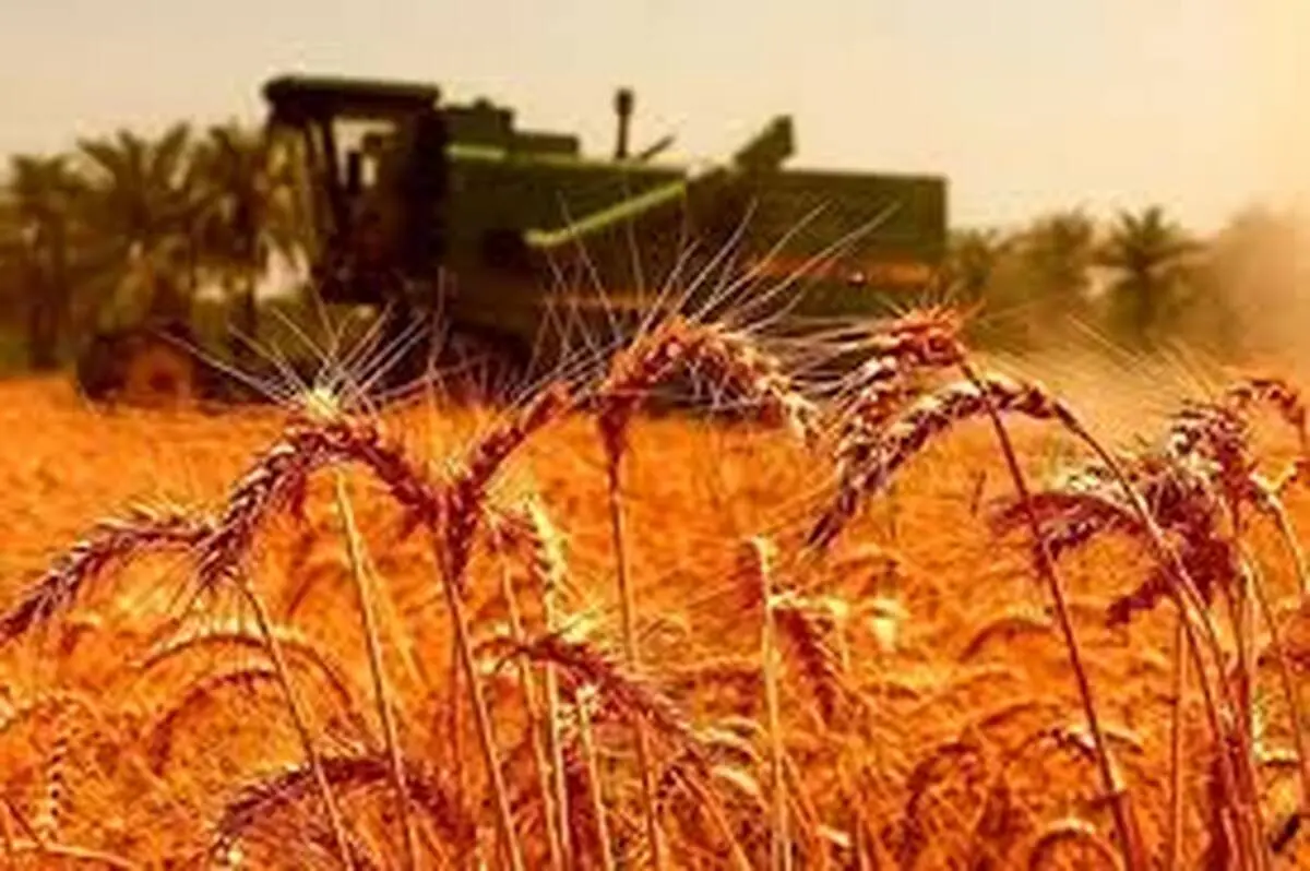 ۱۰ هزار و ۶۰۰ میلیارد ریال از مطالبات گندم‌کاران بوشهر پرداخت شد