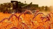 ۱۰ هزار و ۶۰۰ میلیارد ریال از مطالبات گندم‌کاران بوشهر پرداخت شد