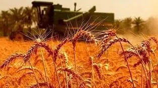 ۱۰ هزار و ۶۰۰ میلیارد ریال از مطالبات گندم‌کاران بوشهر پرداخت شد