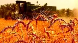 ۱۰ هزار و ۶۰۰ میلیارد ریال از مطالبات گندم‌کاران بوشهر پرداخت شد